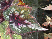 B. ‘Karutoramu’